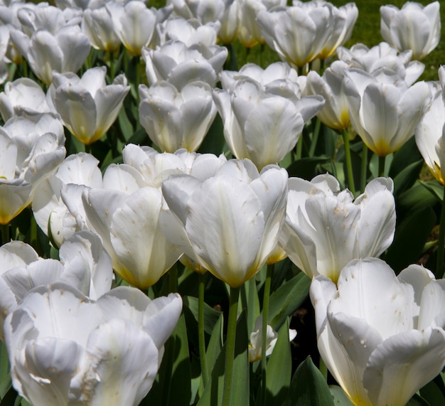 tulipa branca em villa taranto