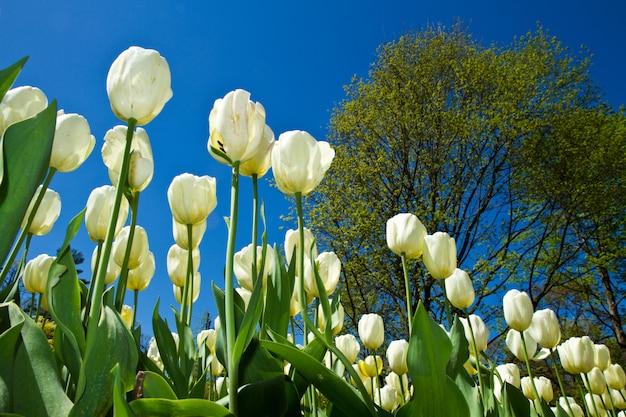 tulipa branca em villa taranto