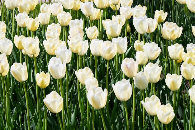 Tulipa branca flores florescendo em um campo de tulipa ao pôr do sol. Fundo de natureza.