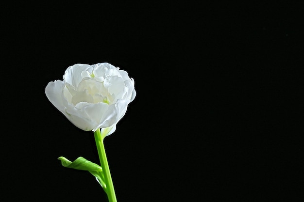 Tulipa branca fresca em fundo preto