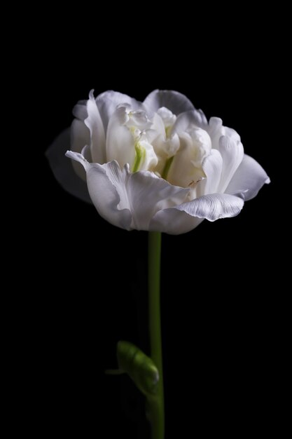 Foto tulipa branca fresca no fundo cinza