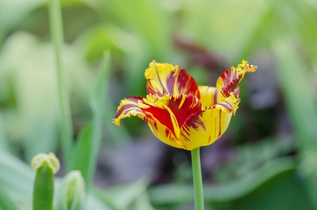 Tulipa chamada fabio franja nrispa tulipa