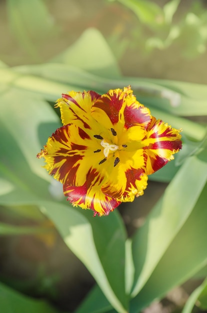 Tulipa chamada Texas Flame Fringed nrispa tulip