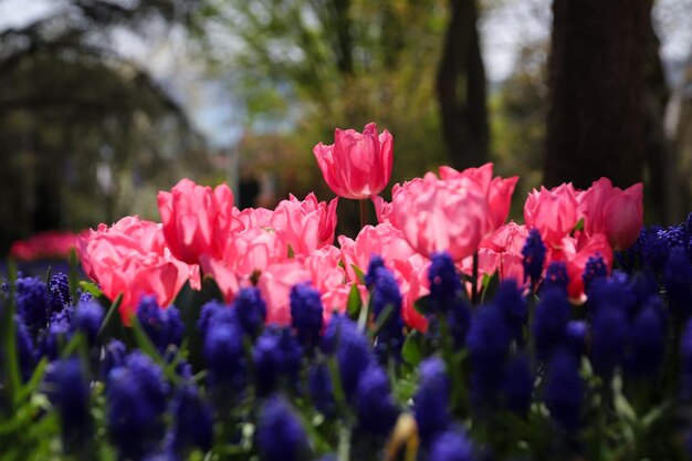 Tulipa colorida no jardim de flores