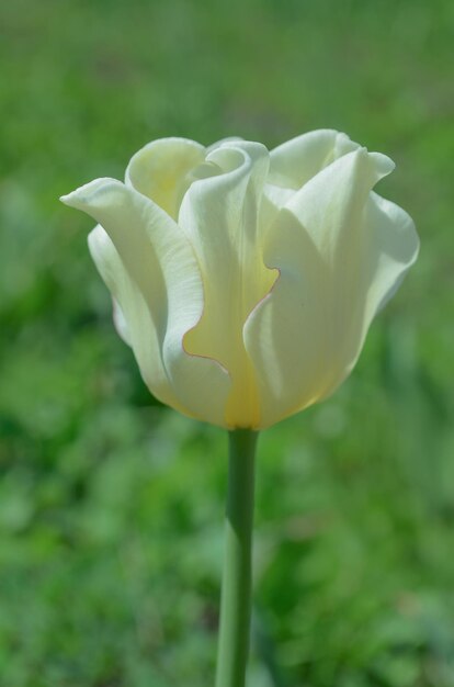 Tulipa com forma de coroa Tulipa com pétalas de babados White Liberstar Crown ou tulipa de coroa florescendo