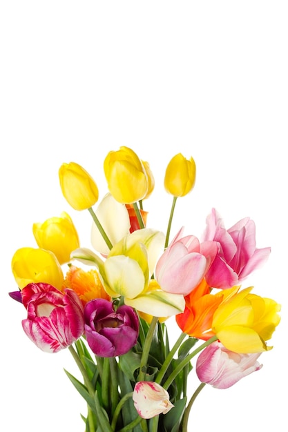 Tulipa com gotas de água