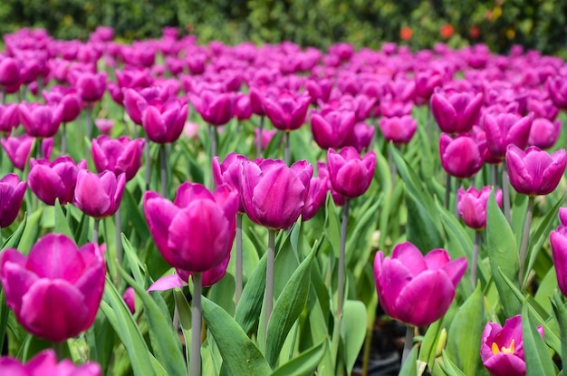 Tulipa comum Liliaceae Tulipa