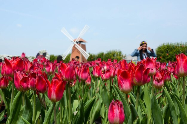 Tulipa comum Liliaceae Tulipa