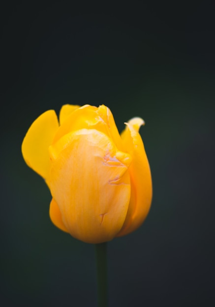 tulipa cor amarela flor de nova york