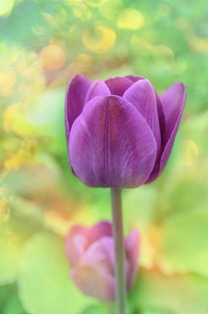 Tulipa de cor roxa Flores de Greuze no campo de primavera Tulipa brilhante roxa