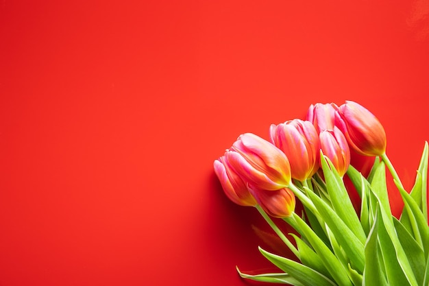 Tulipa de flor de primavera Tulipas vermelhas em fundo vermelho