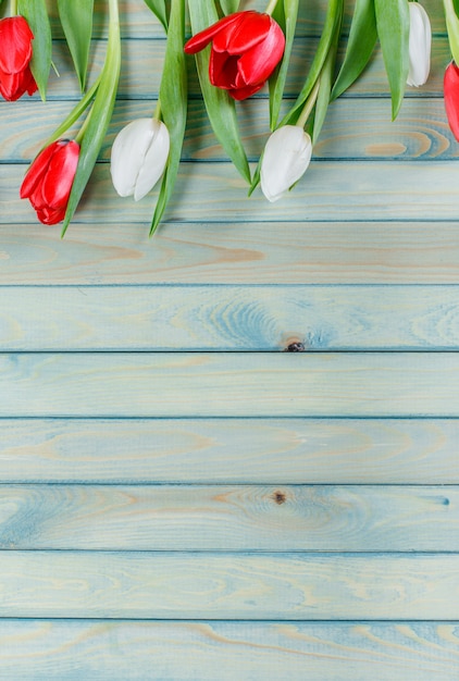 Tulipa de flores da primavera