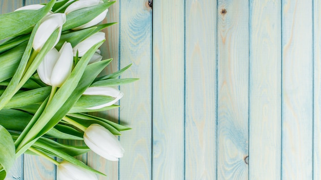 Tulipa de flores da primavera