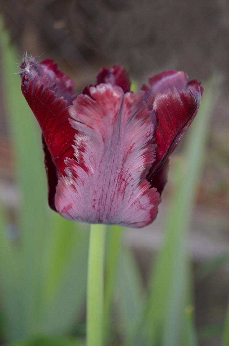 Foto tulipa de papagaio roxo