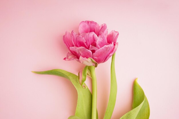 Tulipa de peônia rosa fresca em fundo rosa pastel vista de cima close-up