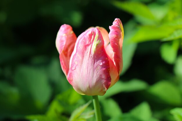 tulipa delicada colorida em uma paisagem natural de fundo embaçado florescendo