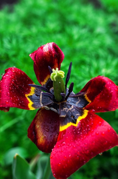 Tulipa desbotada