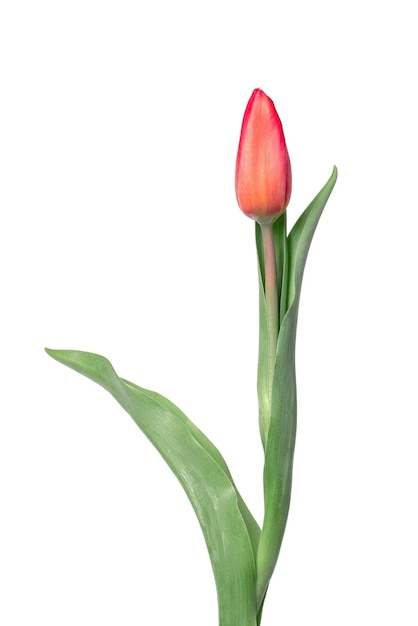 Tulipa em um fundo branco