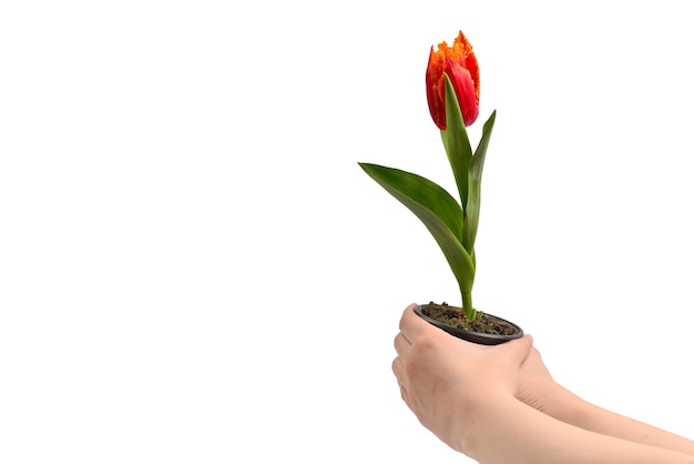 Tulipa em uma panela nas mãos de mulher isoladas em branco.