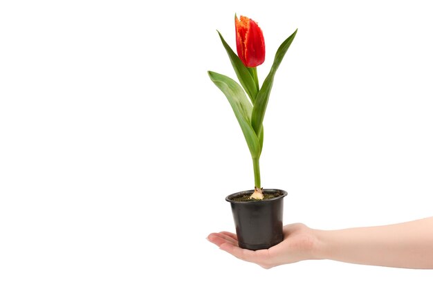 Tulipa em uma panela nas mãos de uma mulher isolada no branco