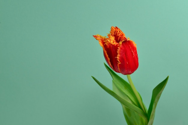 Tulipa em uma panela sobre um fundo vermelho. Copie o espaço.