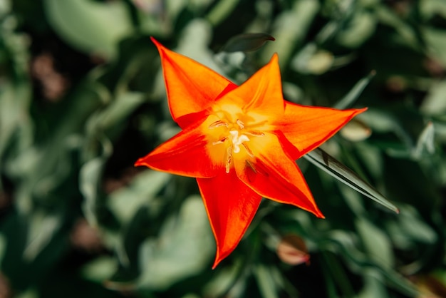 Tulipa estrela laranja na vista superior do jardim