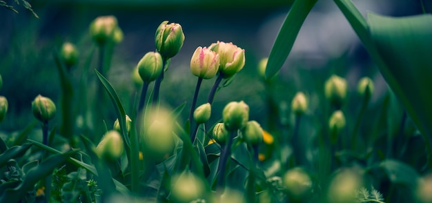 Tulipa fechada no parque em um dia de verão