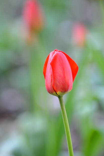 Tulipa. Flor de tulipa no jardim. Fundo da natureza.