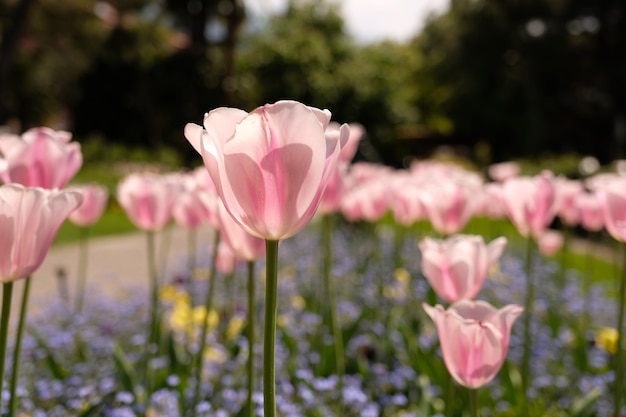 Tulipa flores na Suíça