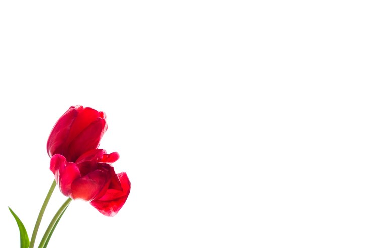 Foto tulipa flores sobre fundo branco, com espaço para seu texto