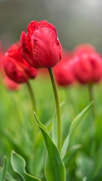 tulipa florescendo brilhante no fundo desfocado