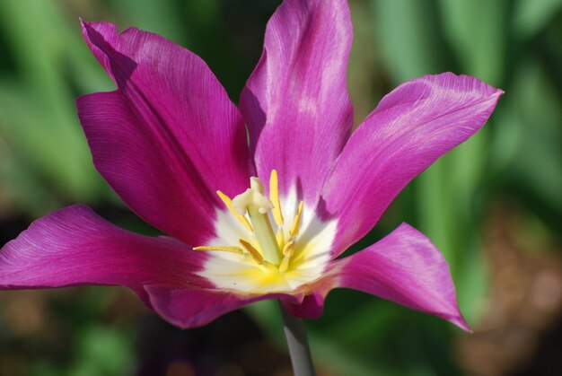 Tulipa florescendo rosa escura muito bonita com amarelo no centro