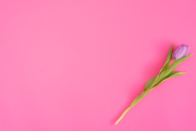 Tulipa fresca da primavera em um fundo rosa