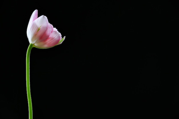 Tulipa fresca em fundo preto