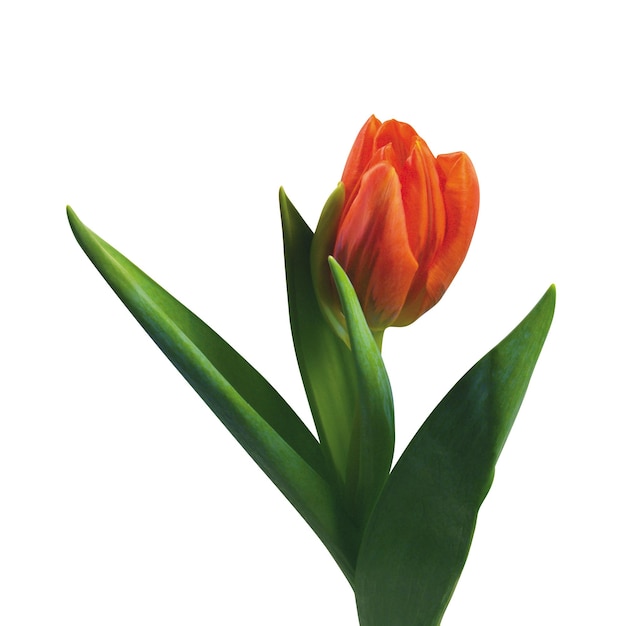 Tulipa isolada em branco
