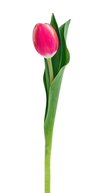 Tulipa isolada no fundo branco Presente de feriado fresco da tulipa rosa vermelha