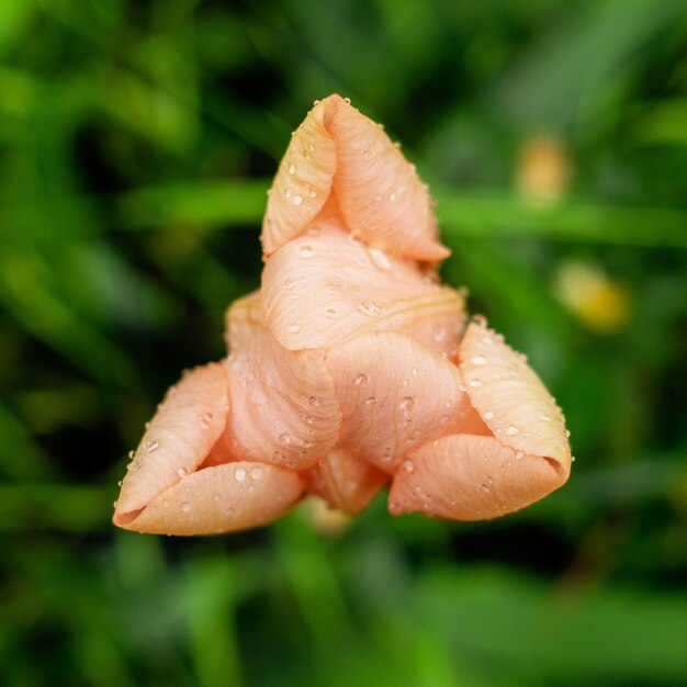 Tulipa laranja em gotas de água vista superior