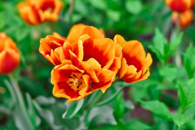 Tulipa laranja flor laranja closeup