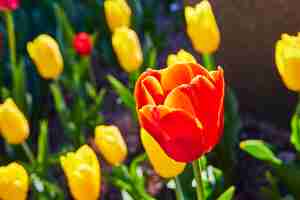 Foto tulipa laranja-vermelha vibrante em close-up no jardim botânico