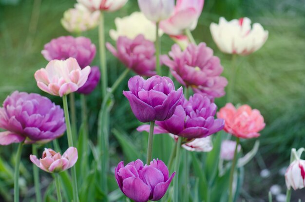 Tulipa lilás fecha tulipa de peônia dupla roxa