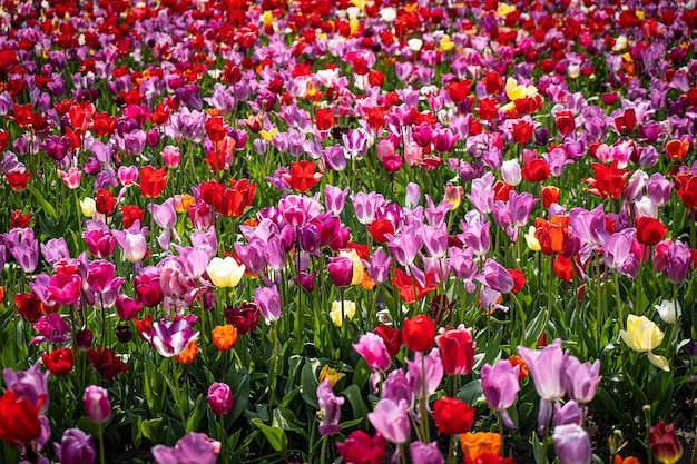 Tulipa Lindo buquê de tulipas tulipas coloridas tulipas na primavera tulipa colorida com gotas de orvalho
