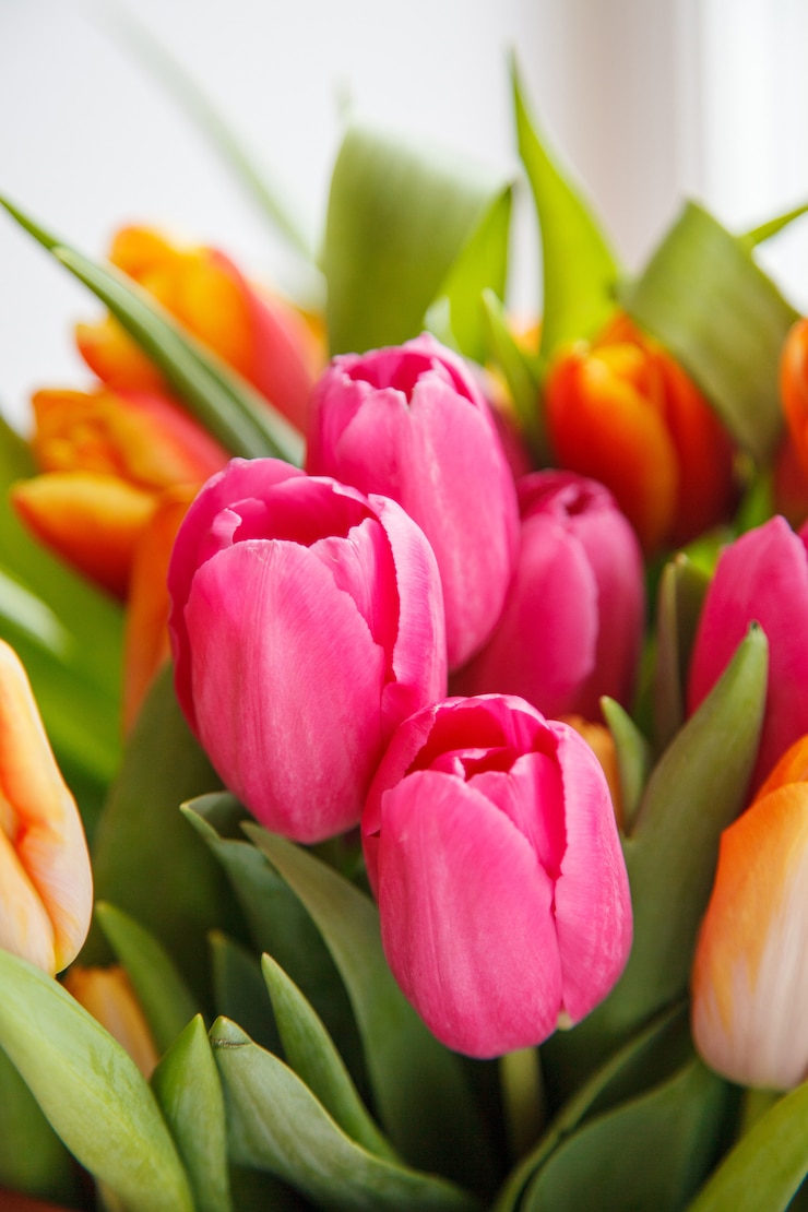 Foto tulipa. lindo buquê de tulipas. tulipas coloridas.