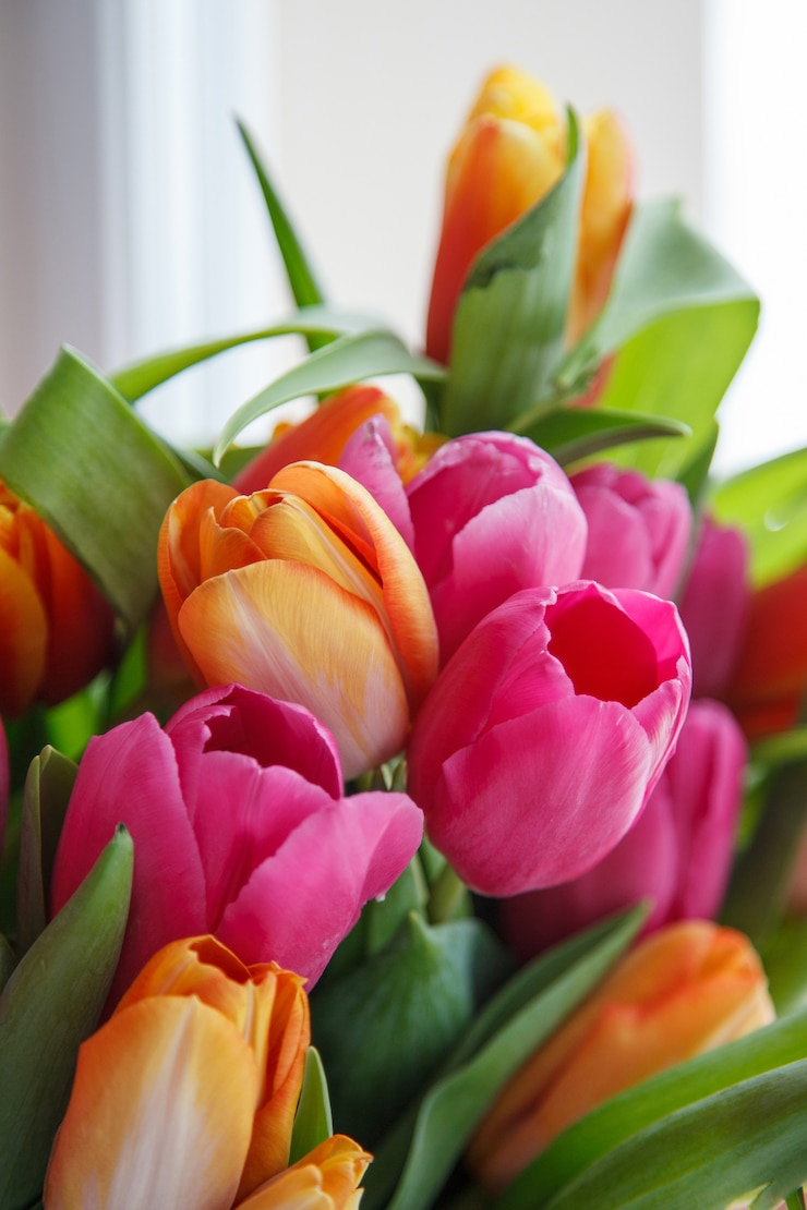 Foto tulipa. lindo buquê de tulipas. tulipas coloridas.