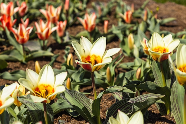 Tulipa Mary Ann Blumen wachsen und blühen im botanischen Garten