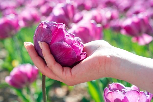 Foto tulipa nas mãos da mulher flores de tulipa na cena da flor desabrochando da primavera