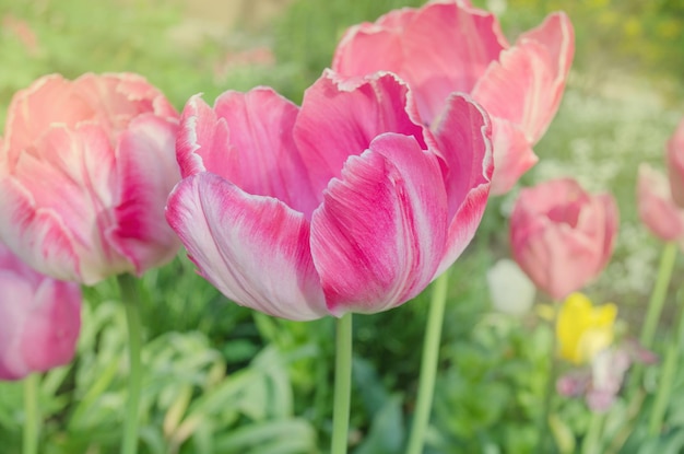 Tulipa papagaio-de-rosa