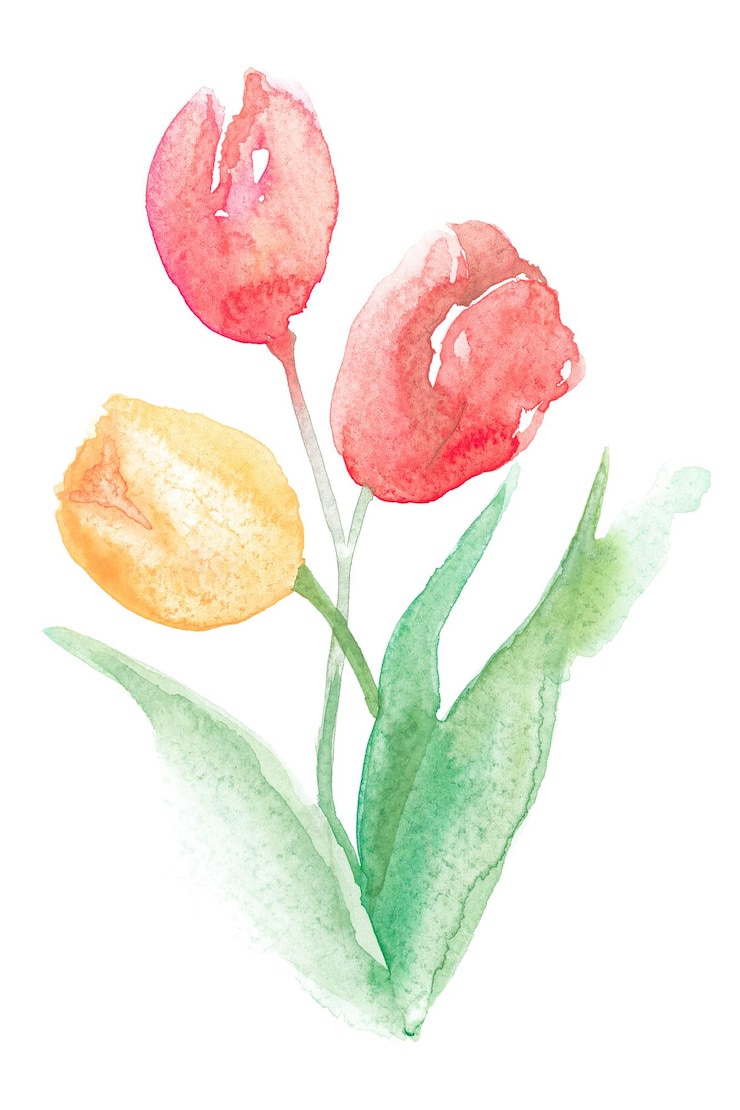 Foto tulipa png flor rosa aquarela primavera gráfico sazonal