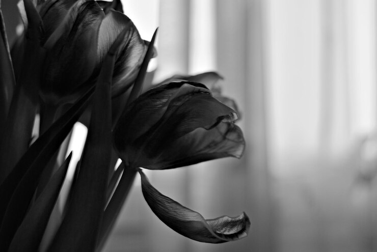 Foto tulipa preta e branca