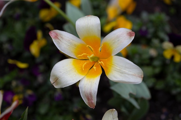 Foto tulipa regels é uma espécie de plantas herbáceas bulbosas perenes do gênero tulipa tulipa da família liliaceae tulipa regelii