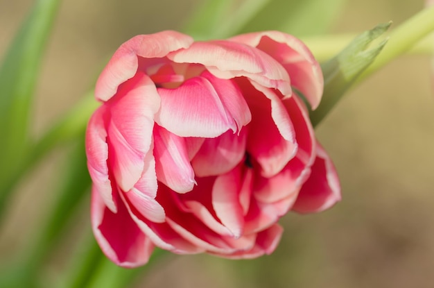 Tulipa roja y borde crema Tulipa doble Wirosa